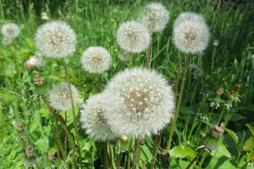 Fluffy dandelion flowers in the meadow, closeup