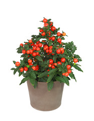 Solanum pseudocapsicum