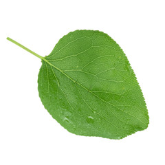green fresh leaf of apricot with water drops isolated on white background