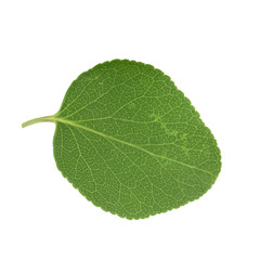 Fototapeta na wymiar green fresh leaf of apricot isolated on white background