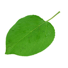 Fototapeta premium green fresh leaf of apricot isolated on white background