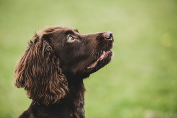 Close up of Brown Spaniel dog sitting in a field.,Dog training school