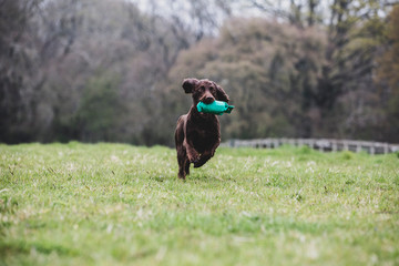 Brown Spaniel dog running across a field, retrieving green toy.,Dog training school