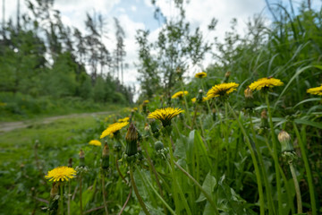 Obraz premium Yellow dandelion flowers growing near the forest road.