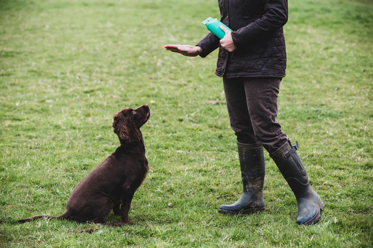 Person standing outdoors, giving hand command to Brown Spaniel dog.,Dog training school