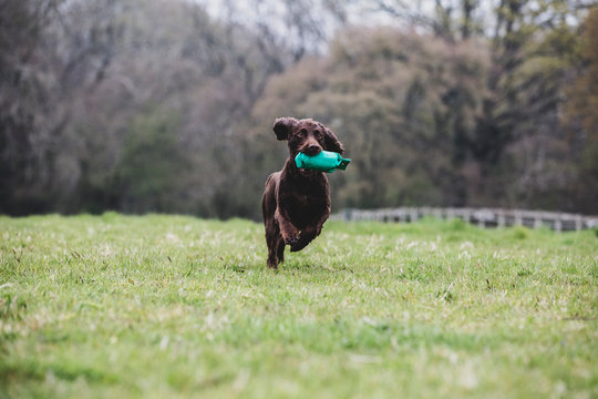 Brown Spaniel dog running across a field, retrieving green toy.,Dog training school