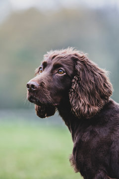 Close up of Brown Spaniel dog sitting in a field.,Dog training school