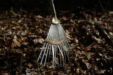 Garden rake is especially helpful in fall foliage leaves 