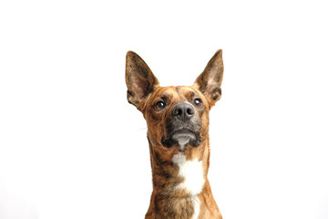 brown dog isolated with white background in studio