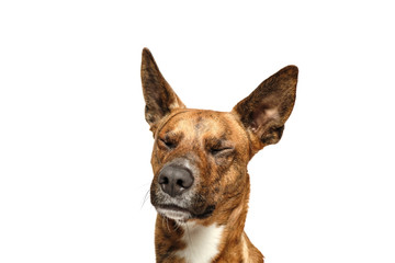brown dog isolated with white background in studio