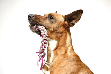 brown dog isolated with white background in studio