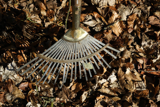Garden rake is especially helpful in fall foliage leaves 