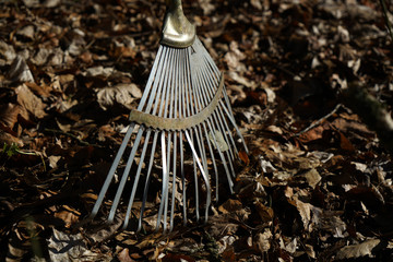 Garden rake is especially helpful in fall foliage leaves 