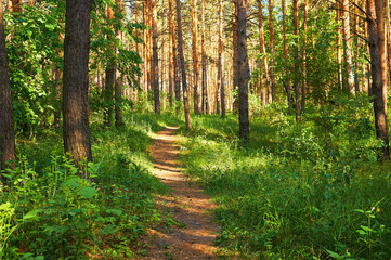 Fototapeta premium Footpath for people in the green forest. National park.