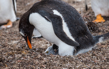 Fototapeta premium Gentoo penguins