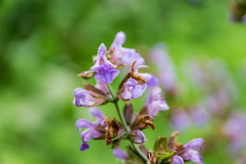 Close-up of blooming sage. Gentle purple color, on green background. Macro, shallow depth of focus. Herb for the treatment of any diseases and delicious aromatic seasoning.