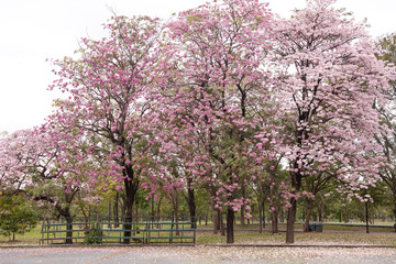 Obraz na płótnie Canvas Tabebuia rosea is a Pink Flower in the public park. Pink trumpet tree, Pink poui, Pink tecoma, Rosy trumpet tree, Basant rani.