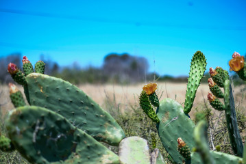 green cactus plant