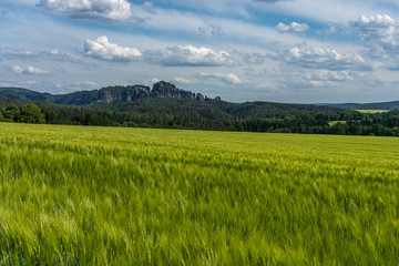Fototapeta premium schrammstein rocks and wheatfield in saxon switzerland, germany