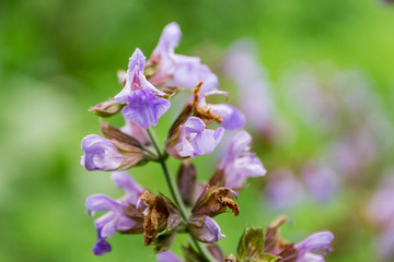 Fototapeta na wymiar Close-up of blooming sage. Gentle purple color, on green background. Macro, shallow depth of focus. Herb for the treatment of any diseases and delicious aromatic seasoning.