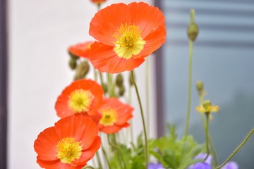 Beautiful orange poppy flowers with selective focus on blurred background. Bunch of delicate wildflowers with tender orange petals and yellow stamens. Bouquet of bright spring flower. Summer flowerbed