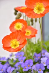 Beautiful orange poppy flower with selective focus and blurred purple pansies flowers. Colorful summer flowerbeds with violet pansy and orange poppy. Bouquet of bright spring flowers 