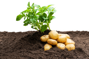 Potato sprouts with baby bulbs in soil isolated on white. Concept of huge harvest.