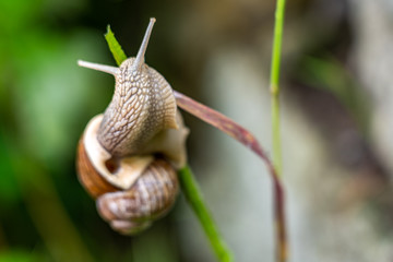 snail in saxon switzerland, germany