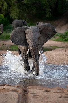 An elephant, Loxodonta africana, runs through water towards camera, ears facing forward, splashes around legs	,Londolozi Game Reserve