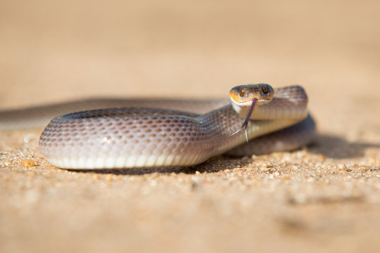 A herald snake, Crotaphopeltis hotamboeia, coils in the sand, direct gaze with tongue out	,Londolozi Game Reserve