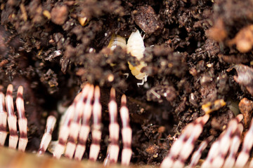 land white dwarf woodlice Trichorhina Tomentosa belongs to crustaceans and lives in a coconut...