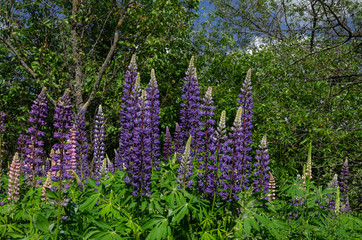 Obraz premium blooming lupine on the lawn