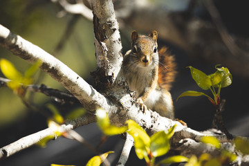 Red Squirrel