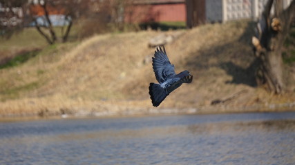 pigeon in flight