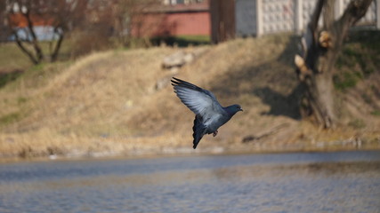crow on river