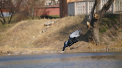 man jumping on the road