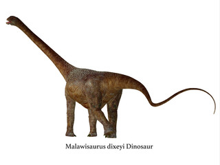 Malawisaurus Dinosaur Tail with Font - Malawisaurus was a herbivorous sauropod dinosaur that lived in the Cretaceous Period of Africa. © Catmando