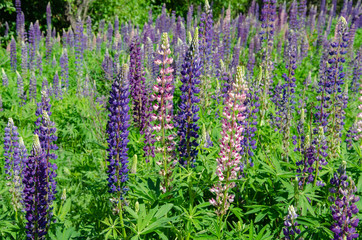 Obraz premium blooming lupine on the lawn