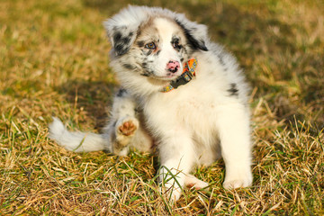 Fototapeta premium The cute young puppy of the Australian shepherd is posing on the dry grass during the walk. He enjoys to be outside, looking like smiling. 