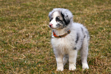 Naklejka na ściany i meble The cute young puppy of the Australian shepherd is posing on the dry grass during the walk. He enjoys to be outside, looking like smiling. 