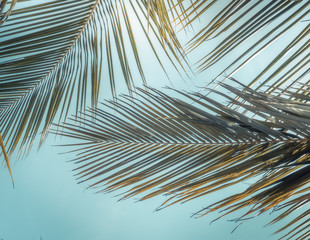 Tropical vintage beach summer palm leaf sky background 