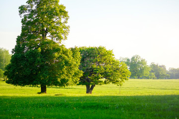 Beautiful oaks tree with green foliage on a background of blue sky and green grass under the crown, summer landscape. 
