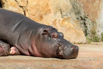 The lazy hippos are lying near the pool and relaxing. 