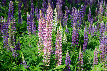 Obraz premium blooming lupine on the lawn
