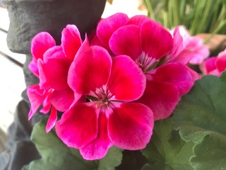 Pinke Blüten