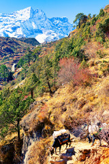 Yaks with bags slowly down the mountain path. Khumjung, Sagarmatha NP, Nepal