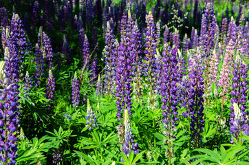 Obraz premium blooming lupine on the lawn