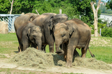 The group of happy adult and baby  elephants on the pasture in the zoological garden. They look satisfied. 