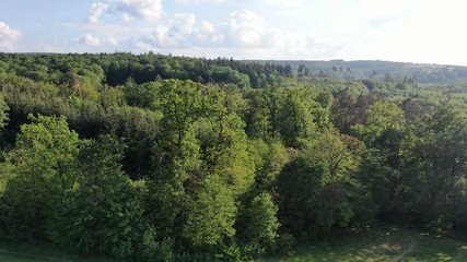 Fototapeta na wymiar Wald (mittel)