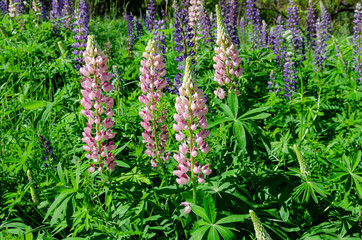 blooming lupine on the lawn